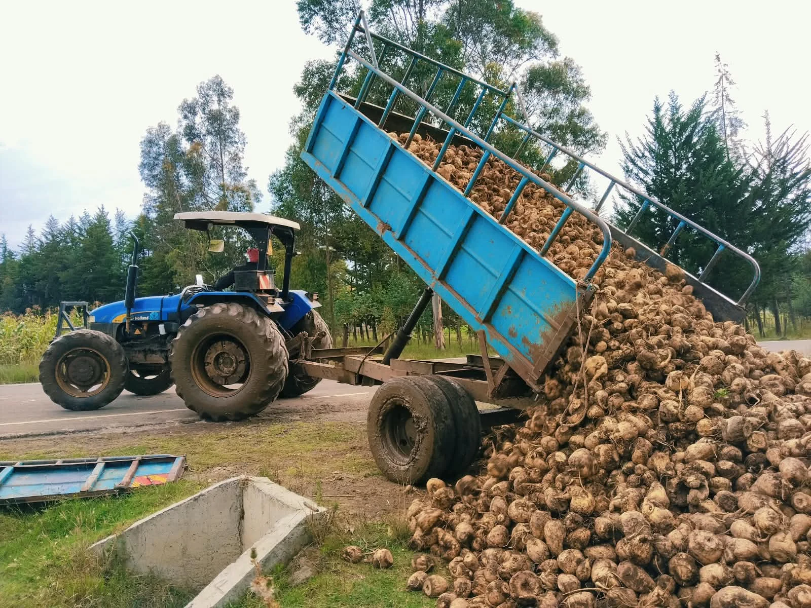 A tractor tipping a trailer to unload sugar beet at the factory