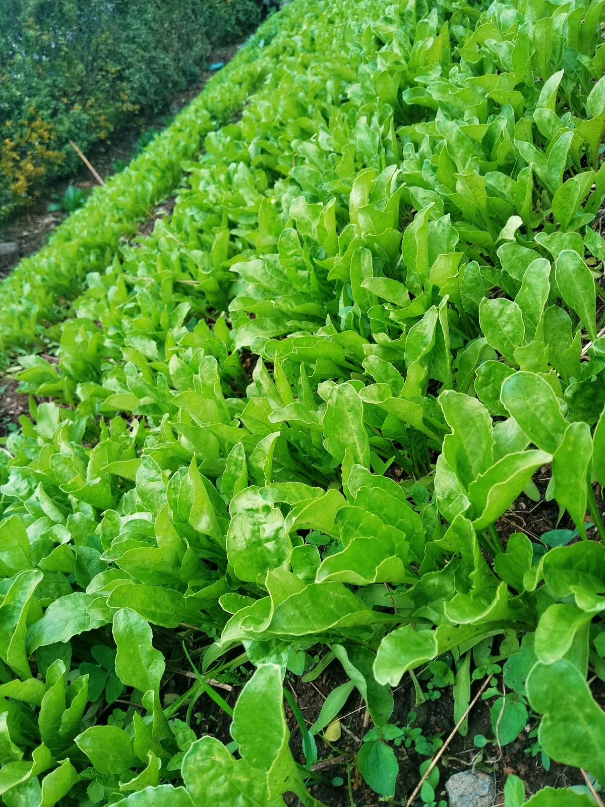 Young sugar beet plants growing in a cultivated bed in Nyandarua
