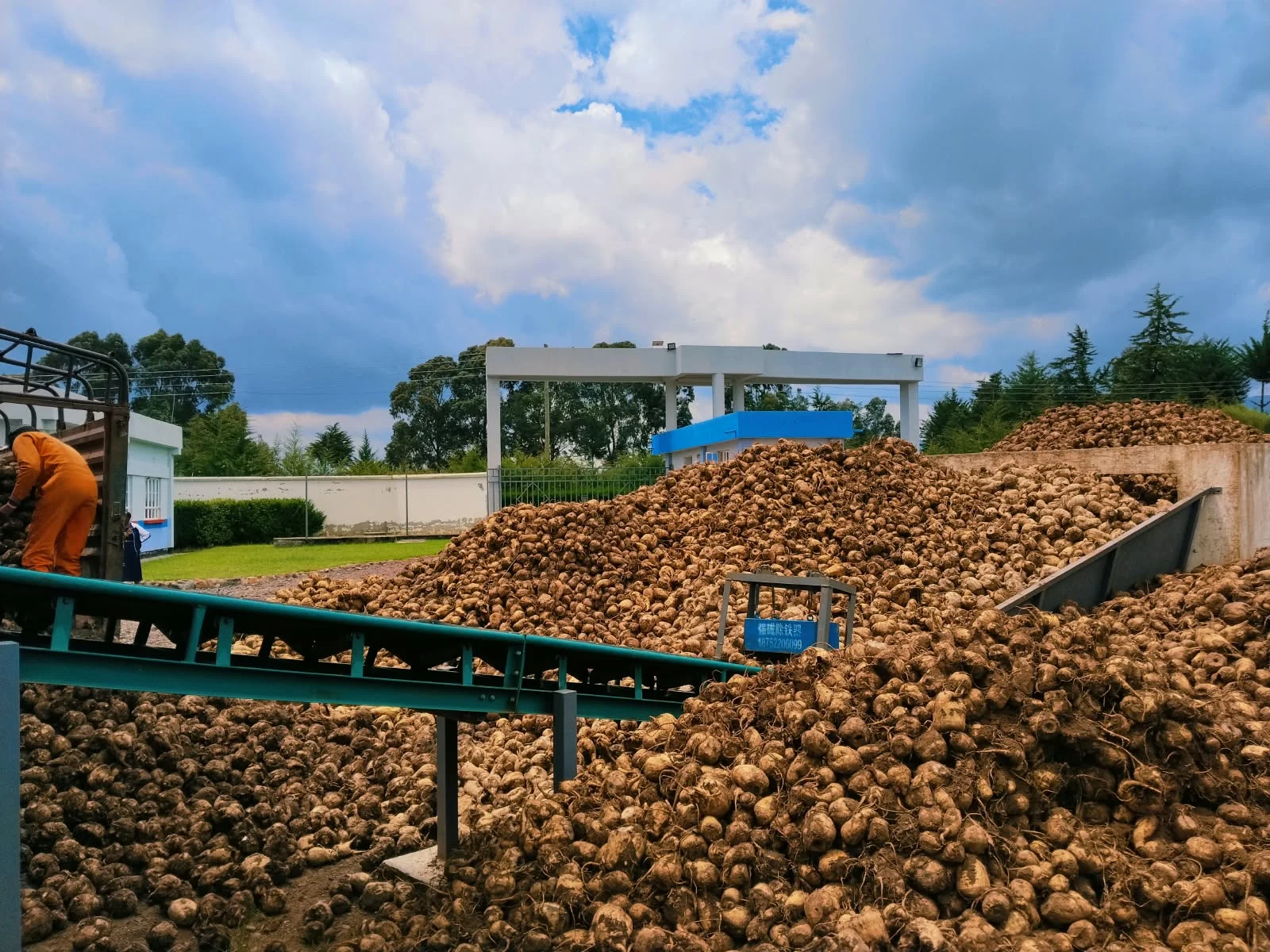 Delivered sugar beet piled beside the reception conveyor at the factory