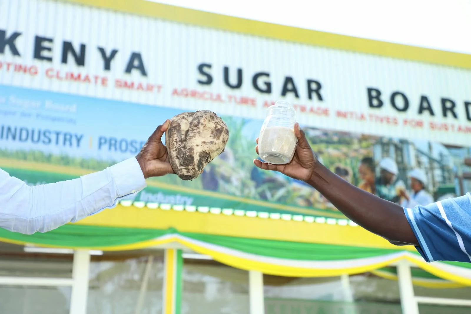 Harvested sugar beet root and a cut section held for display