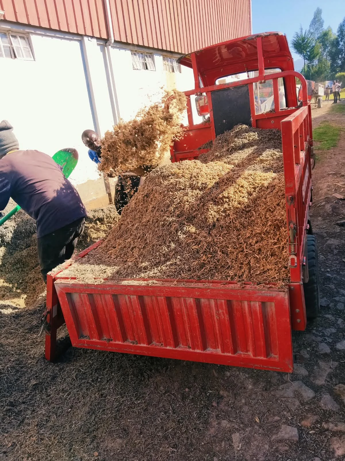 Sugar beet being tipped from a red vehicle beside the factory
