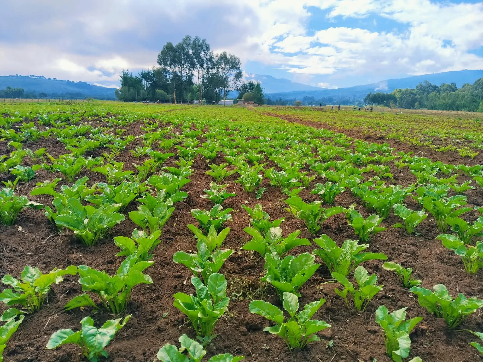 Rows of young sugar beet plants with hills and trees in the distance