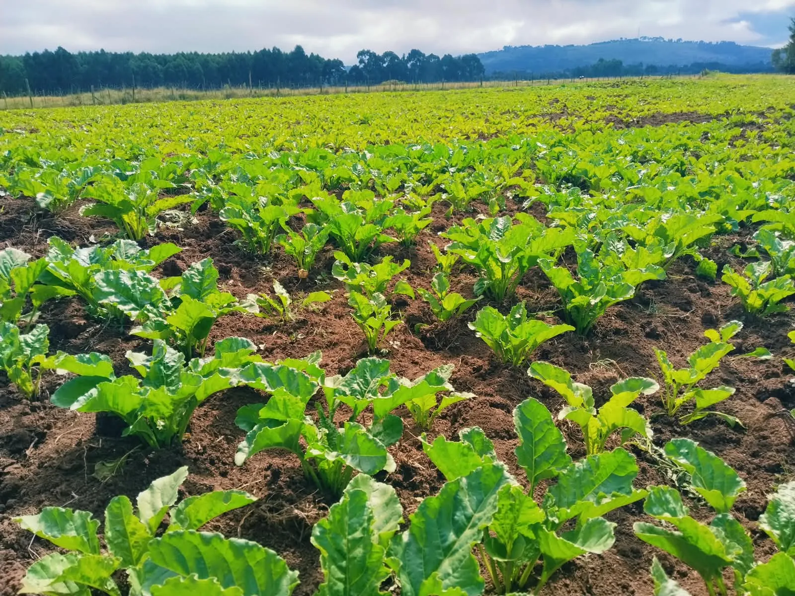 A field of young sugar beet plants spreading across dark soil
