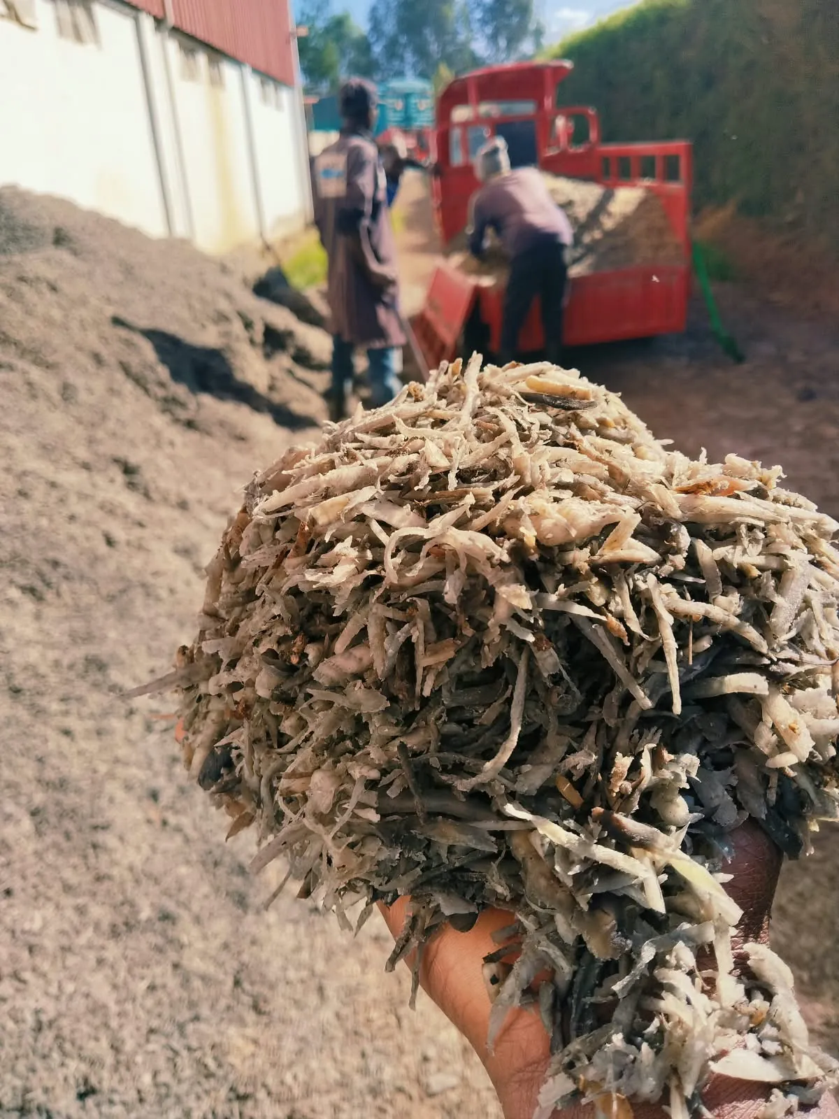 A handful of shredded beet pulp held up at the factory