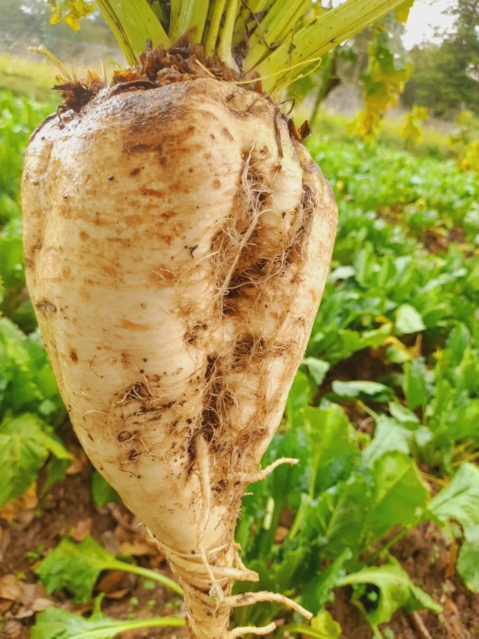 A large harvested sugar beet root held above the crop
