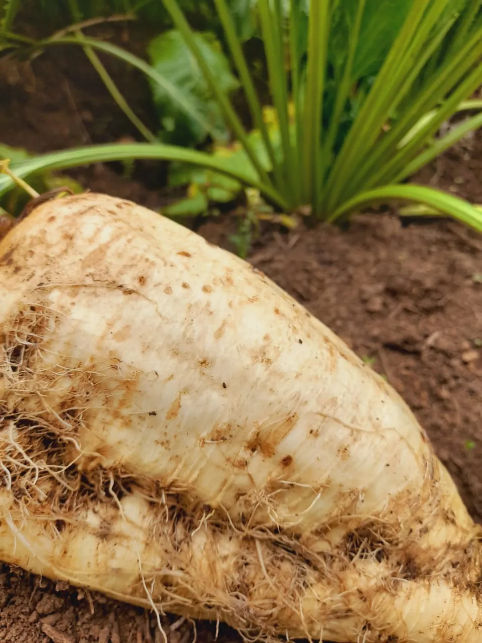 A sugar beet root partly exposed in the soil beneath its leaves