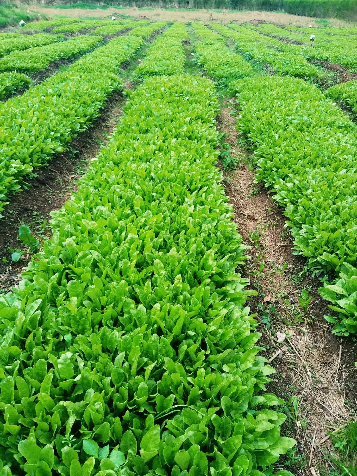Long beds of young sugar beet plants separated by narrow paths