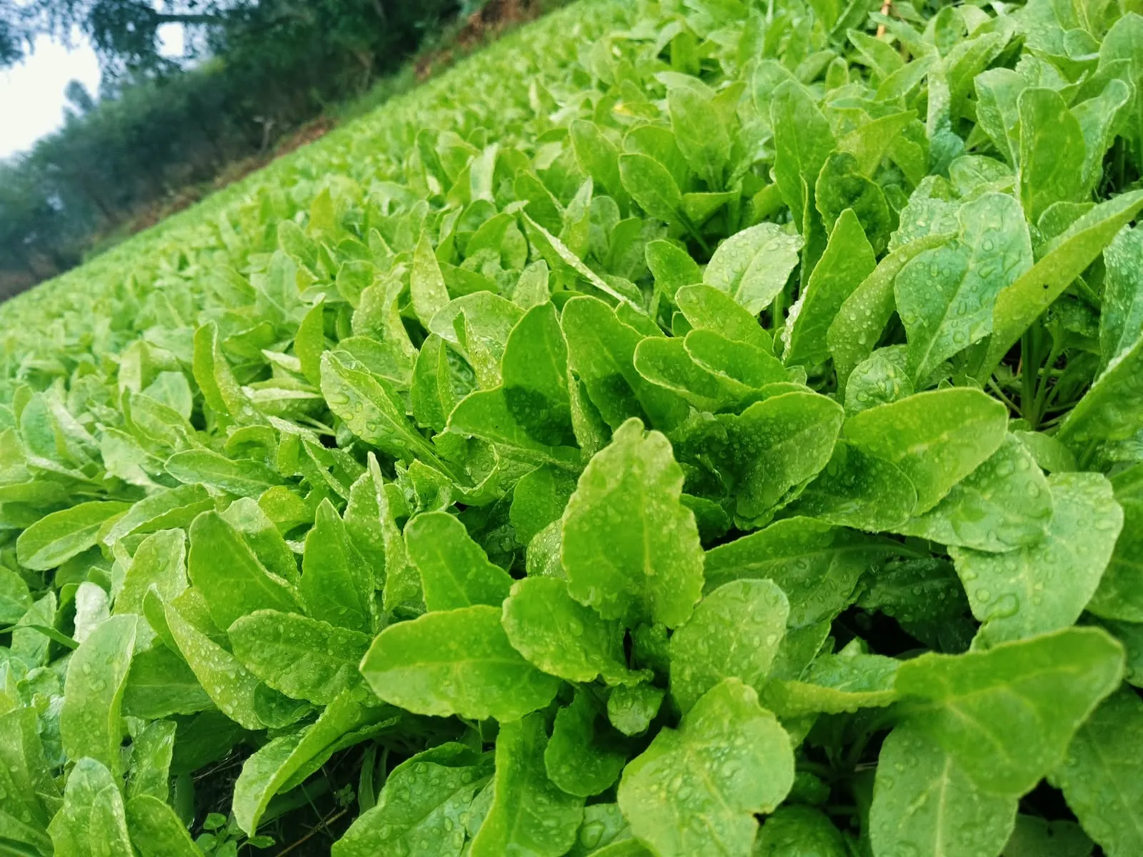 Close-up of dense, healthy young sugar beet leaves